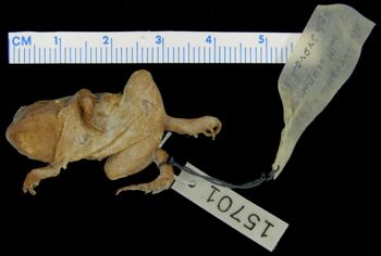 Media type: image; Herpetology A-15701